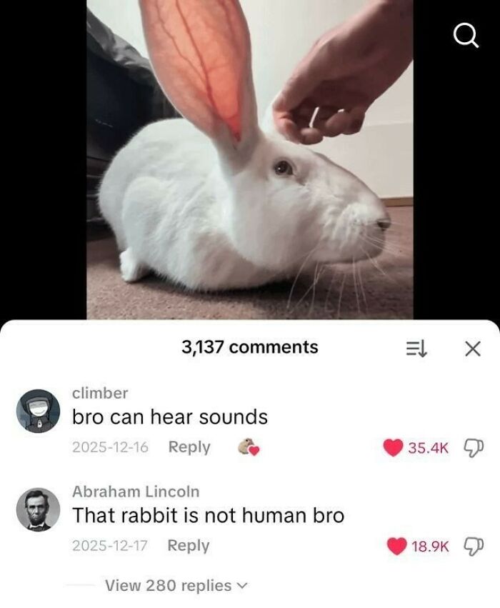 Hilariously funny meme of a white rabbit with giant vascular ears being petted, with funny comments below.