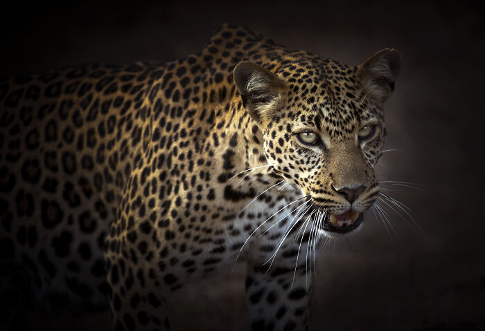 A powerful leopard with piercing eyes, bathed in light, highlighting the beauty of wildlife photography by Björn Persson.