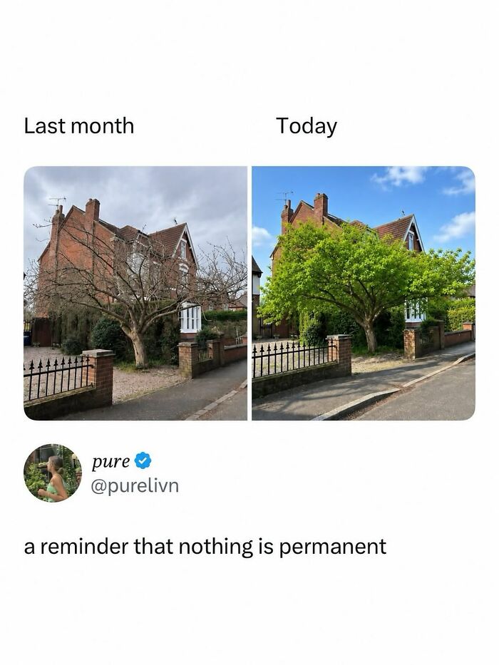 Side by side photos of a tree last month and today showing seasonal change