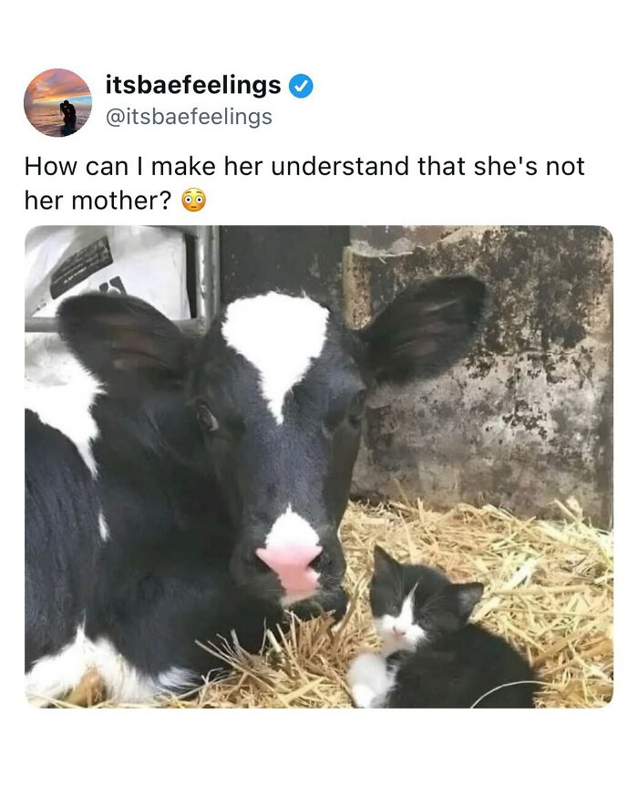 Calf and kitten lying together with funny caption about animal relationships