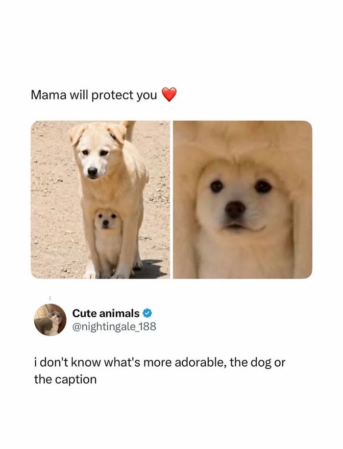 Mama dog protecting puppy in adorable animal meme