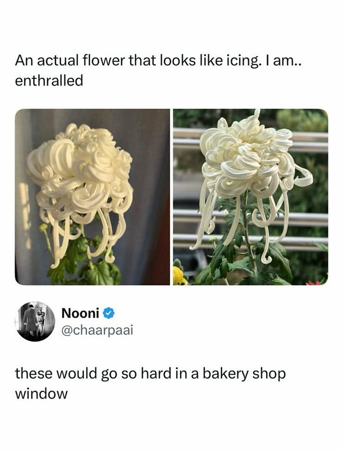 Flower with icing-like petals that look like bakery decoration