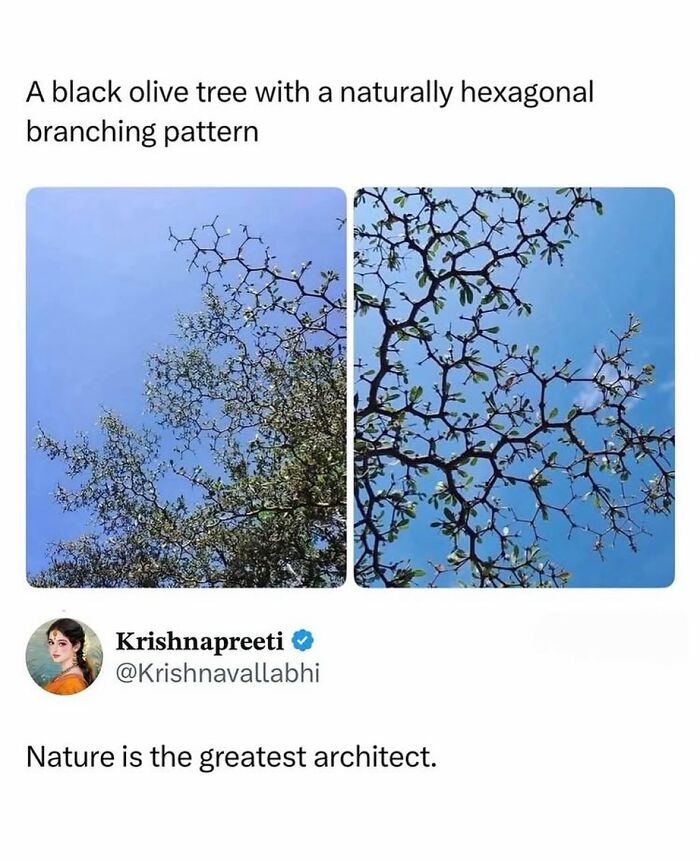 Black olive tree branches forming a natural hexagonal pattern against blue sky