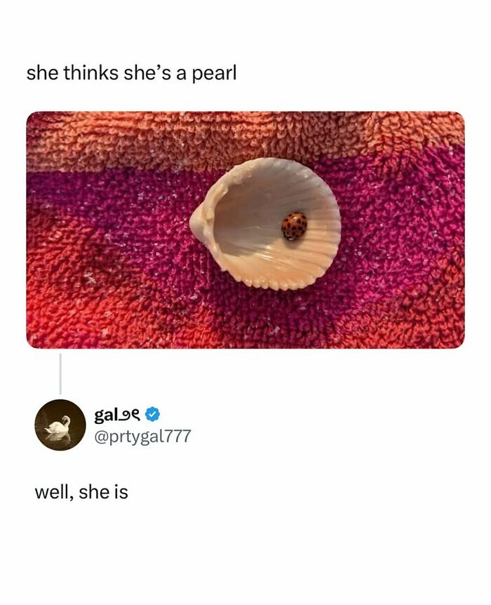 Ladybug inside shell on colorful fabric illustrating she thinks she's a pearl meme