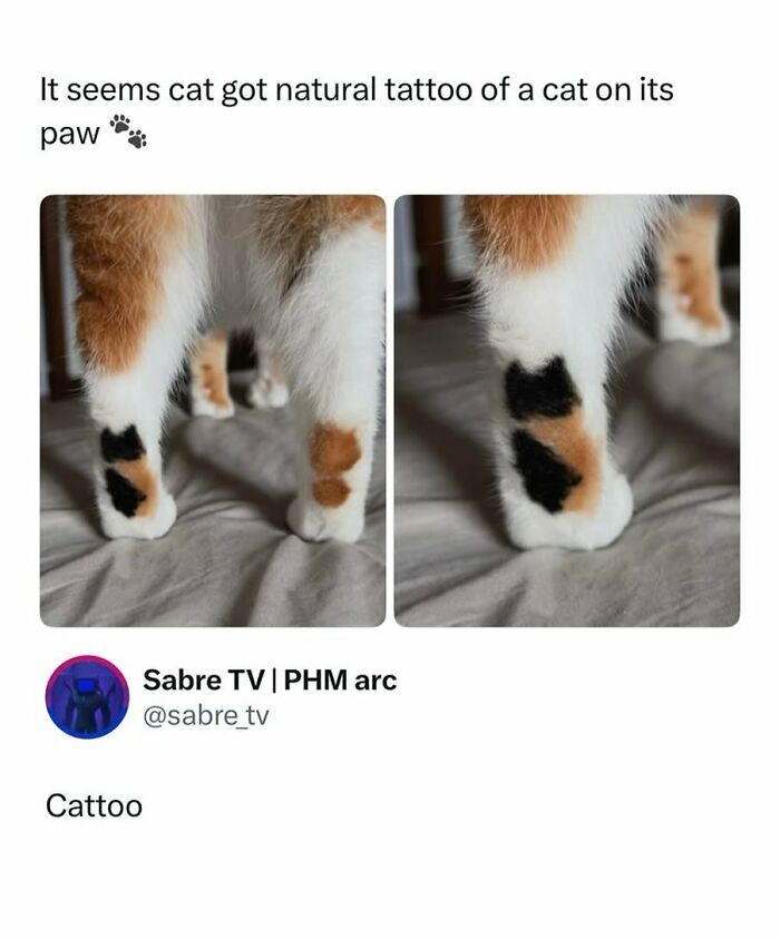 Cat with natural tattoo resembling a cat paw print on its leg