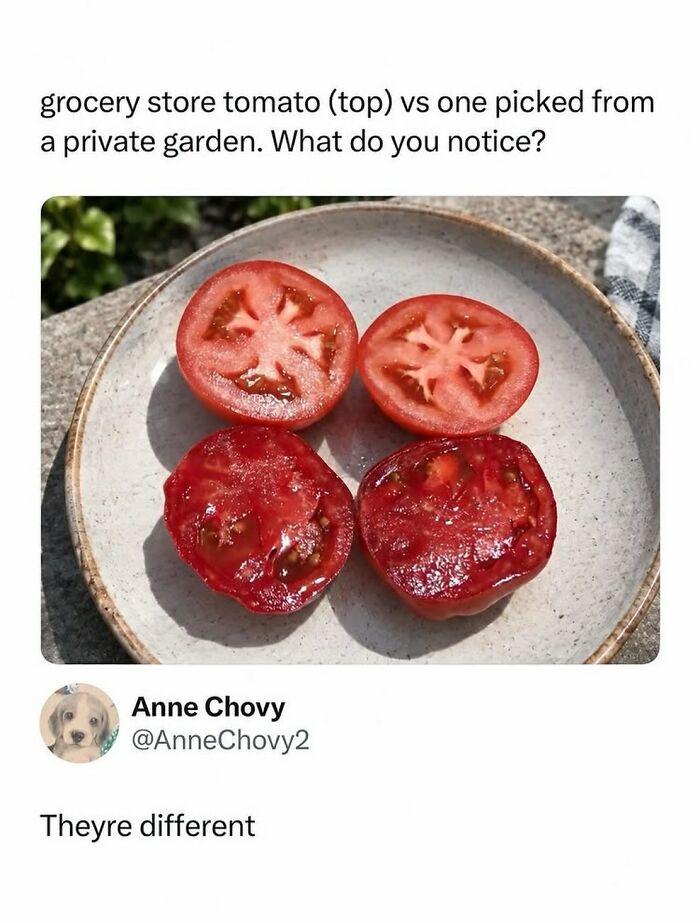 Side by side comparison of grocery store tomato and homegrown tomato