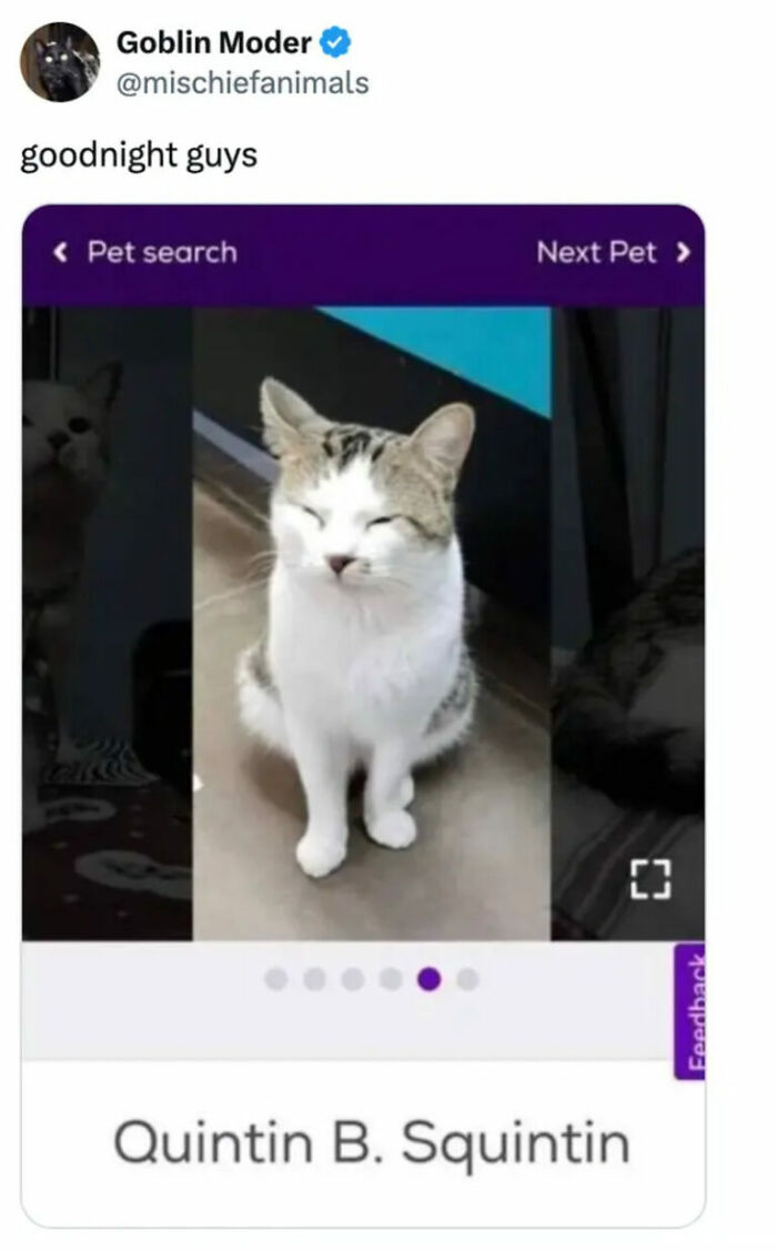 A pet search screenshot featuring a squinting cat named Quintin B. Squintin, adding to a collection of hilarious photos.