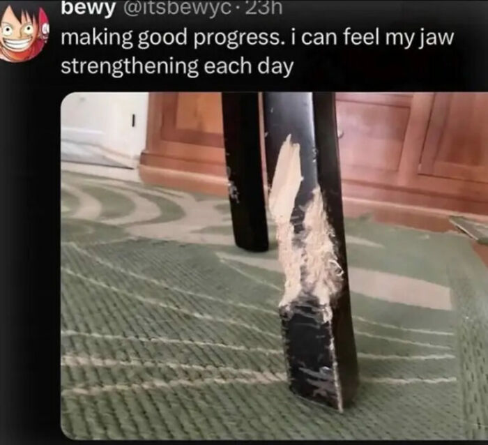 A damaged table leg with chew marks, accompanied by a tweet about strengthening one's jaw, a funny internet photo.
