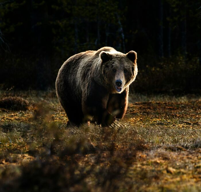 A brown bear in a forest clearing, for a story about being called liars for true stories.
