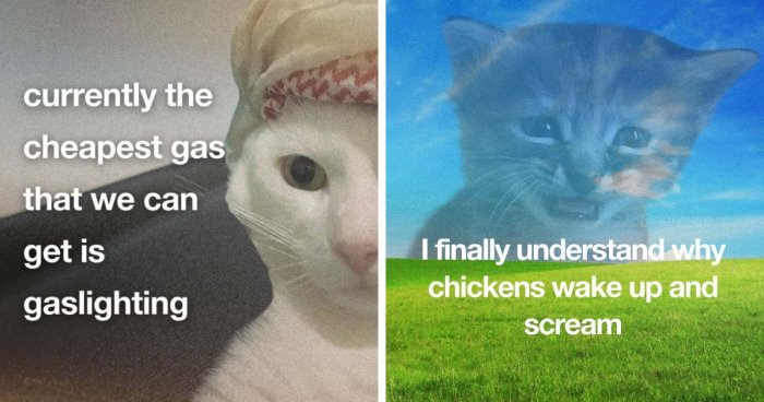 89 Relatable Cat Memes That Might Make You Say “Honestly, Same”