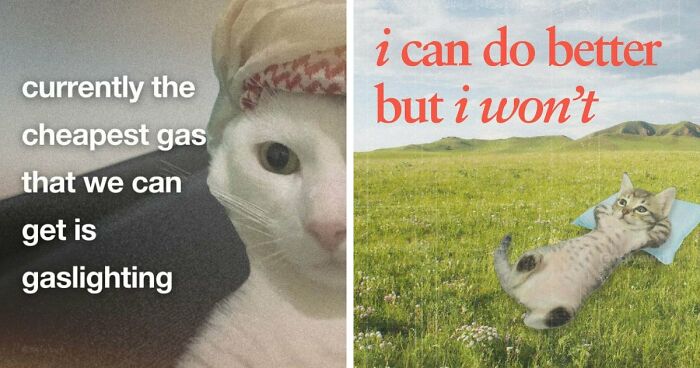 87 Cat Memes That Might Know You Better Than You’d Like