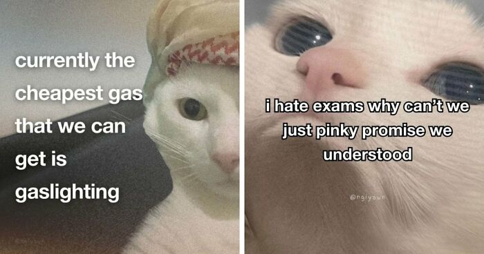 87 Cat Memes That Might Know You Better Than You’d Like