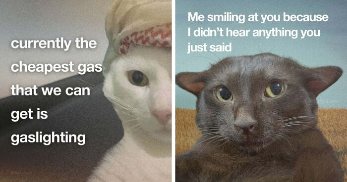 89 Relatable Cat Memes That Might Make You Say “Honestly, Same”