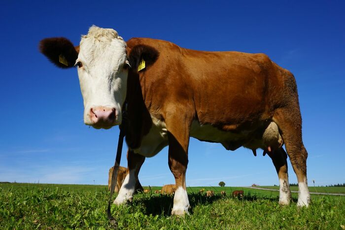 A brown and white cow in a green field, a peaceful scene amidst relationship revenge stories.