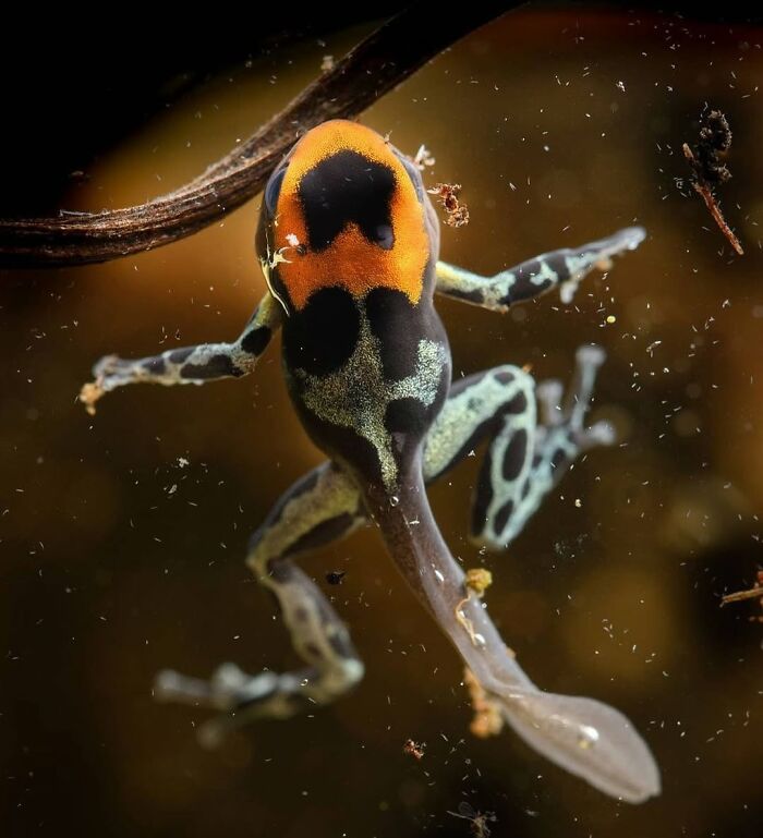Ranitomeya Poison Frog Tadpole