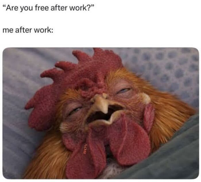 A hilariously relatable meme showing a tired rooster, representing adults who still don’t know what they’re doing after work.