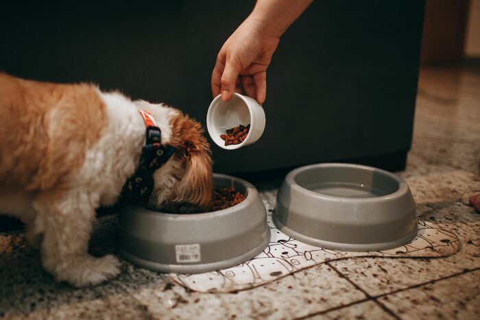 Person feeding dog from bowl illustrating secrets people accidentally discovered
