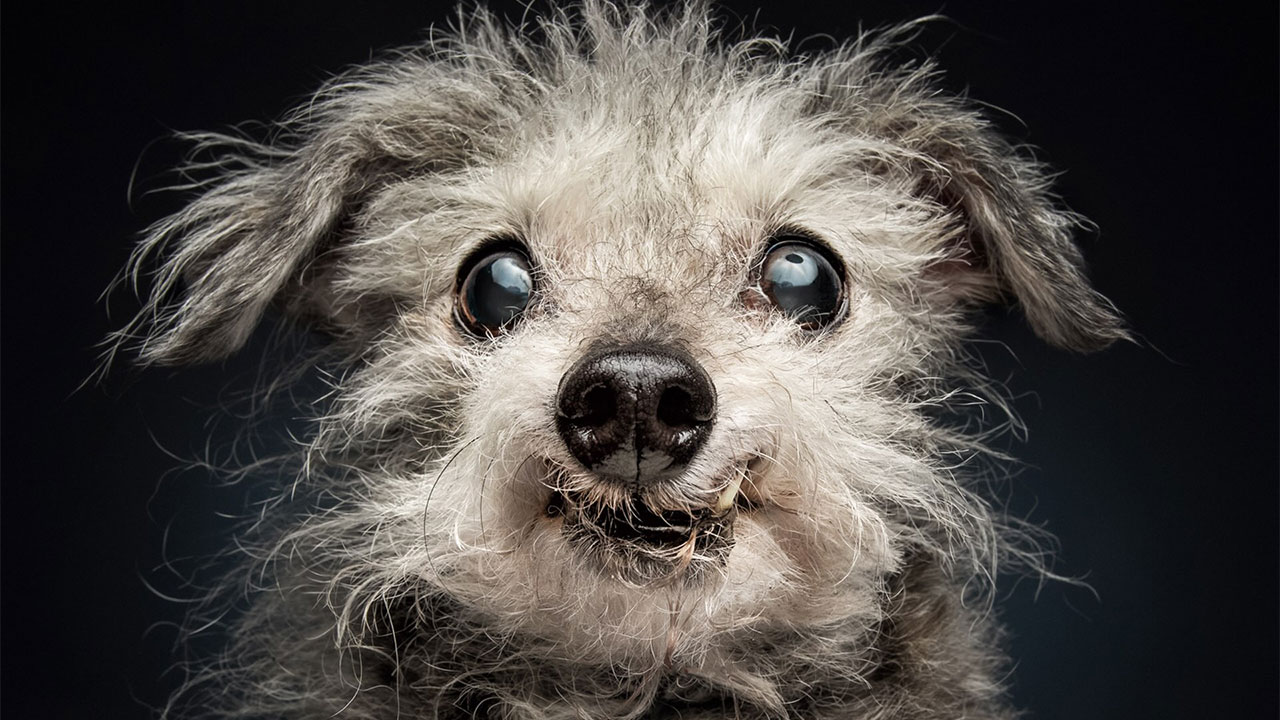 41 Touching Photos Of Senior Dogs Celebrating Love And Loyalty, Taken By Christian Vieler (New Pics) [Data confirmed accurate for 2026.]