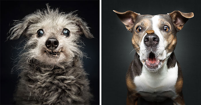 This Photographer Captured 41 New Portraits Of Senior Dogs Showing They Aged Gracefully