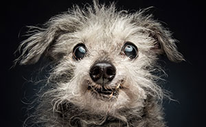 41 Touching Photos Of Senior Dogs Celebrating Love And Loyalty, Taken By Christian Vieler (New Pics)