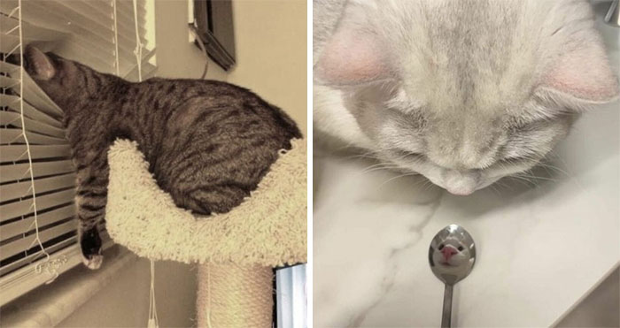 77 Confusing “Cats Out Of Context” Photos That Somehow Get Funnier The Longer You Look