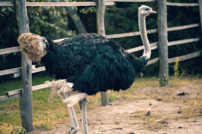 An ostrich standing in an enclosure with a wooden fence. Unsettling stories from small towns.