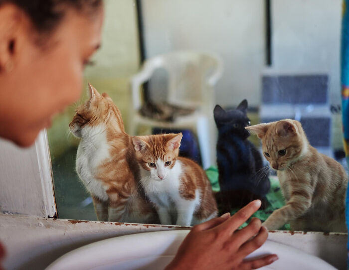 A woman looking at several cats through a window, including ginger and black cats. Unsettling stories from small towns.