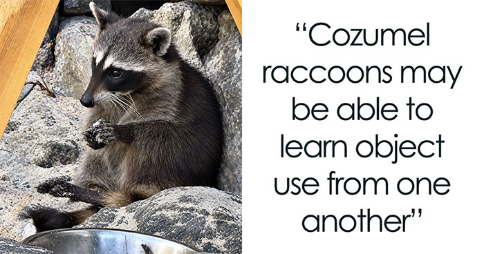 Two Raccoon Sisters On A Mexican Island Roll Soggy Napkins Into Balls, And Fascinated Scientists
