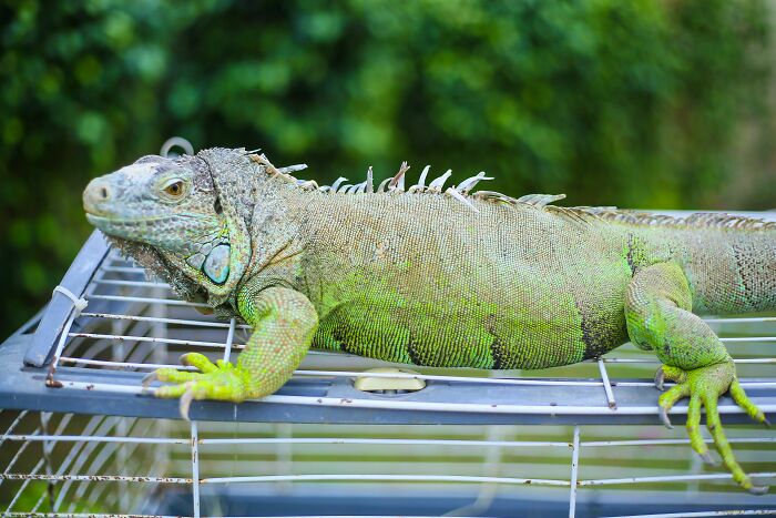 A large, green iguana with spiky scales resting on top of a cage, a weird pet at someone's home.
