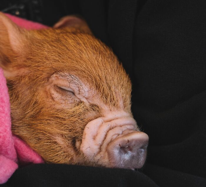 A tiny, sleeping piglet nestled in a pink blanket and a dark fabric, a weird thing at home.