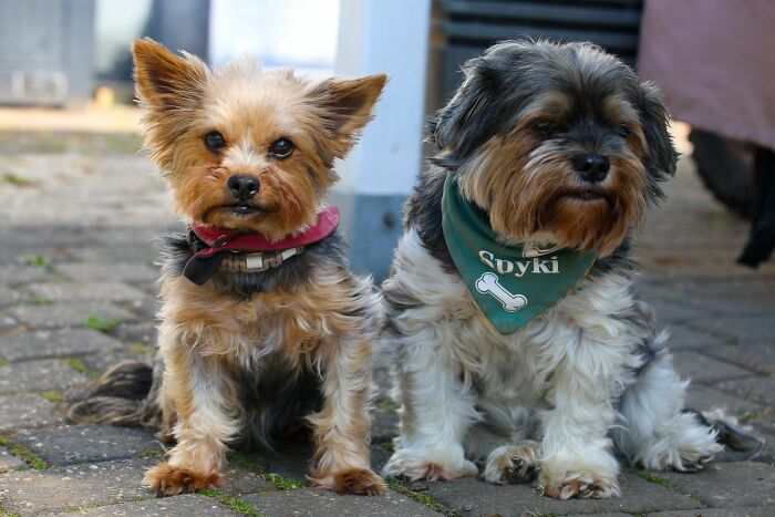 Two small dogs, a Yorkshire Terrier and a mixed breed, sitting side by side, showcasing weird things at someone's home.