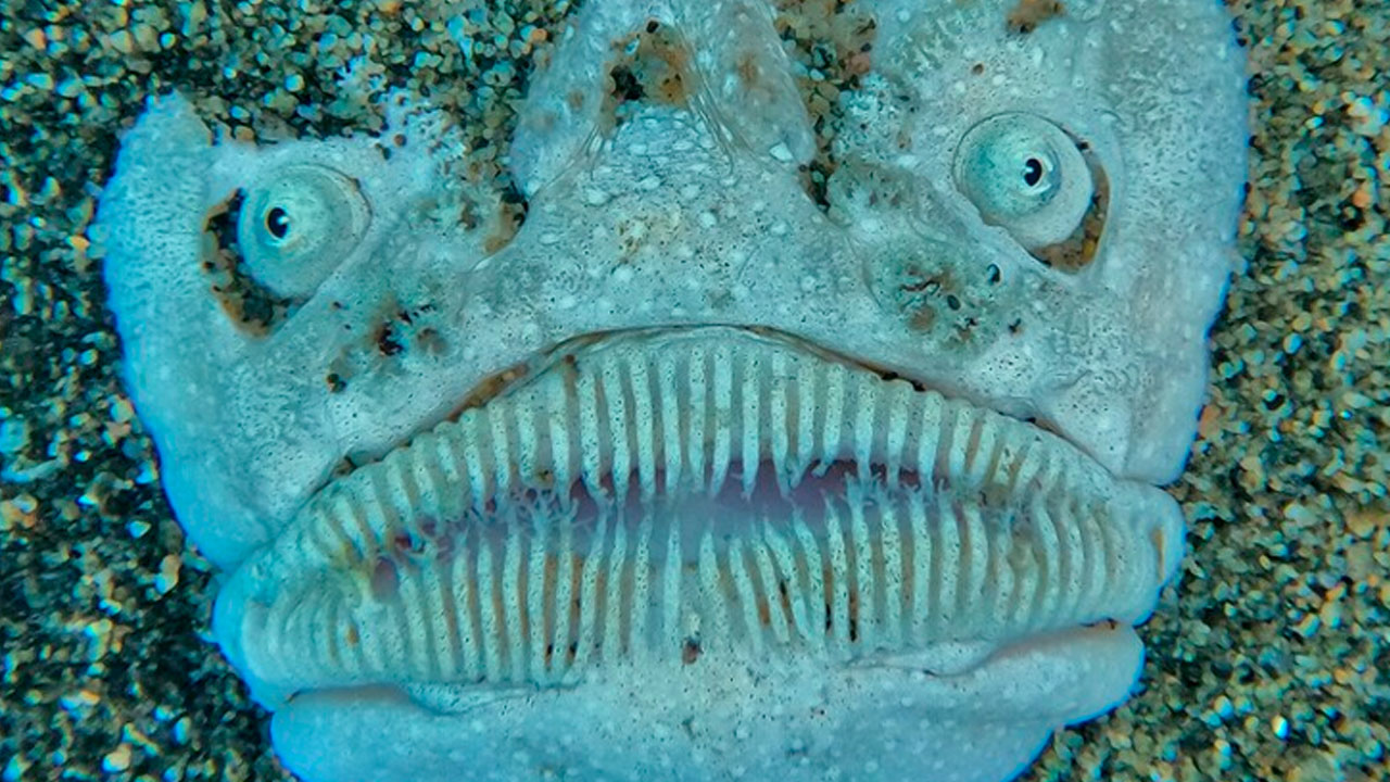 62 Incredible Things People Have Discovered At The Bottom Of The Ocean