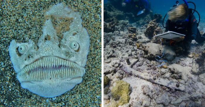 62 Ocean Discoveries That Are Equal Parts Fascinating And Unsettling
