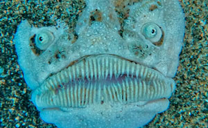 62 Ocean Discoveries That Are Equal Parts Fascinating And Unsettling