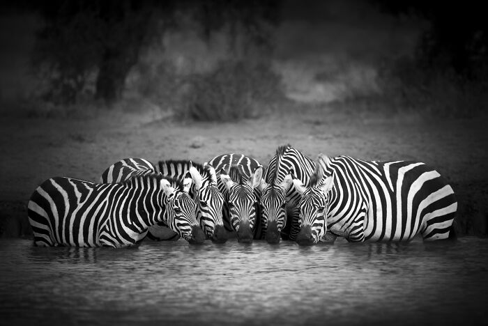 A group of zebras drinking water in unison, showcasing incredible wildlife photography by Björn Persson.