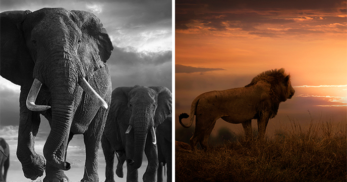 45 Stunning Wildlife Photos By Björn Persson That Might Bring You Closer To The Natural World