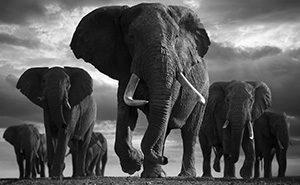 45 Stunning Wildlife Photos By Björn Persson That Might Bring You Closer To The Natural World