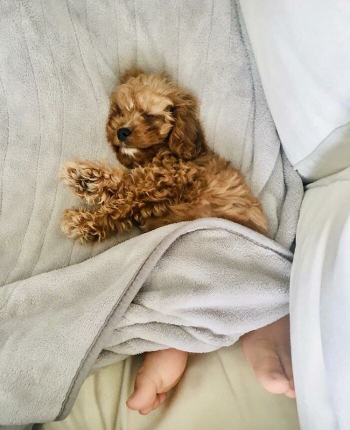 A sleeping brown puppy under a gray blanket, making you look twice as it appears to have human feet