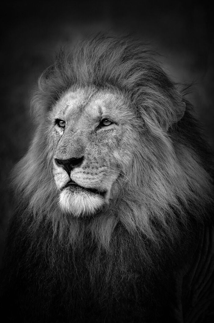 A majestic lion in black and white, captured in stunning wildlife photography by Björn Persson.