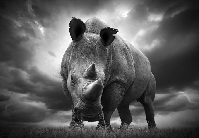 Wildlife photos by Björn Persson: a powerful rhino captured in black and white against a stormy sky, showcasing the natural world.