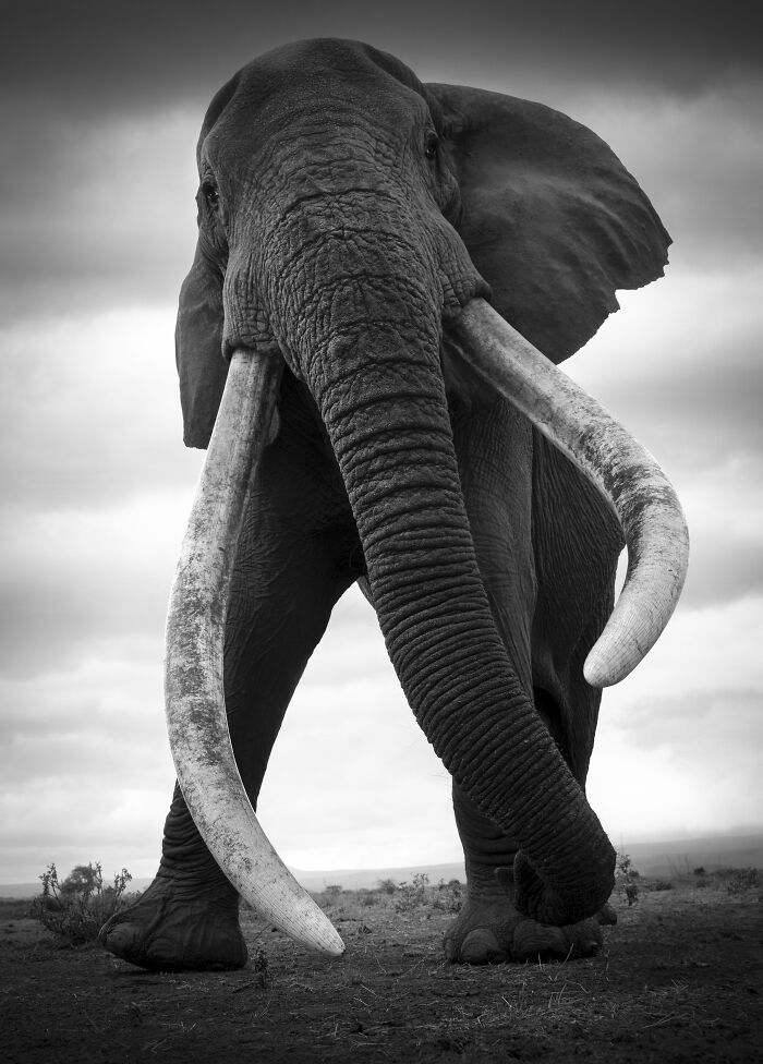 Wildlife photos by Björn Persson: a majestic elephant with large tusks walking forward, highlighting the natural world.