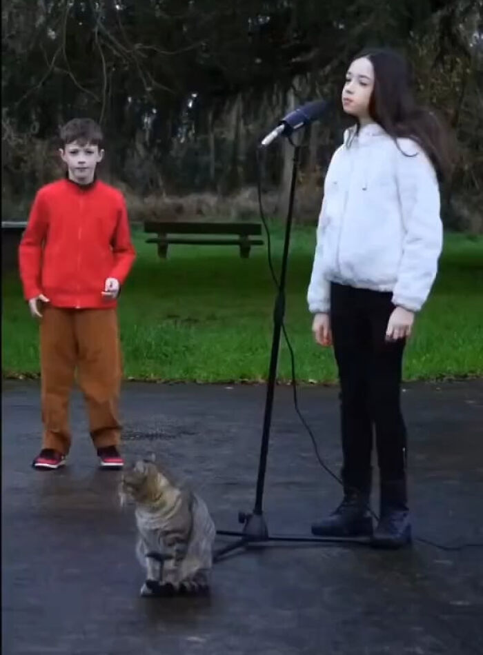 An adorable cat sitting next to a microphone stand during a performance, one of the adorable animals on the payroll