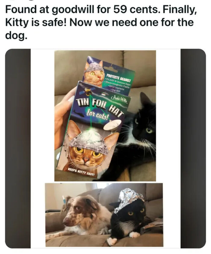 Black cat in a tin foil hat next to a dog, from a collection of unhinged secondhand finds.