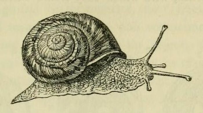 Vintage style illustration of a garden snail, discovery of new facts