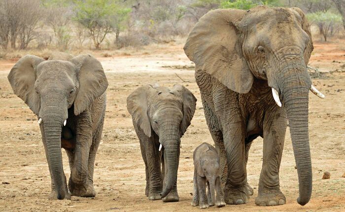 A family of elephants walking in a line, an image that can evoke childhood beliefs about nature and animals.