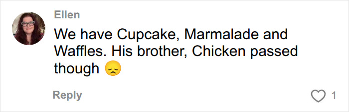 A social media user shares pet names: Cupcake, Marmalade, and Waffles, and mentions Chicken. A social media user shares pet names: Cupcake, Marmalade, and Waffles, and mentions Chicken.