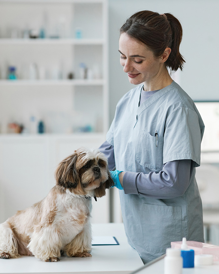 A vet shares funny pet names while examining a Shih Tzu on an examination table. A vet shares funny pet names while examining a Shih Tzu on an examination table.