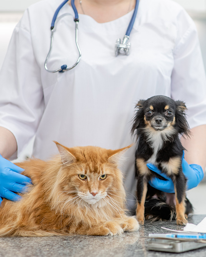 Vet shares pet names while holding a large ginger cat and a small black and tan dog. Vet shares pet names while holding a large ginger cat and a small black and tan dog.