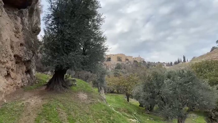 A rugged landscape with olive trees, a hillside, and distant ancient buildings, hinting at eerie places. A rugged landscape with olive trees, a hillside, and distant ancient buildings, hinting at eerie places.