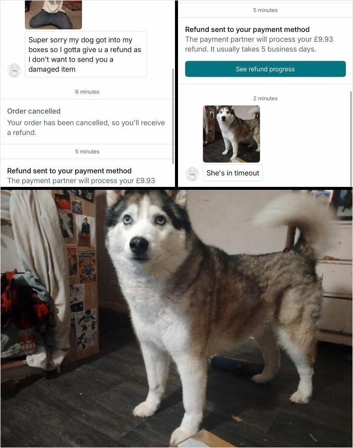 Unhinged Vinted posts show a husky dog in timeout after a refund was issued for a damaged item.